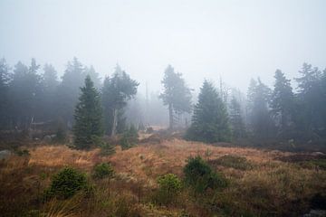 Nebel im Wald van Alena Holtz