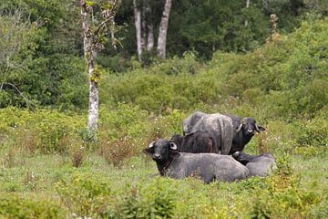 Buffels in Brazilië