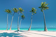 Strand mit Palmen auf der Dominikanischen Republik / Karibik. von Voss Fine Art Fotografie Miniaturansicht