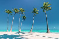 Strand met palmbomen in de Dominicaanse Republiek / Caribisch gebied.