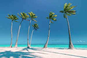 Plage avec palmiers en République dominicaine / Caraïbes.