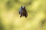 Écureuil sautant par Freddy Van den Buijs Aperçu