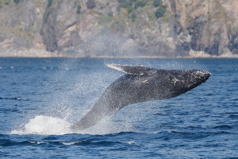Springende bultrug walvis in Alaska von Menno Schaefer