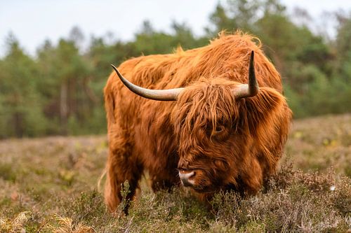 Portret van een Schotse Hooglanders in het natuurgebied van de Veluwe