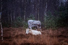 Jij en ik tussen de kerstbomen van Tina Linssen