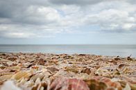 Strand voller Muscheln von Mark Bolijn Miniaturansicht