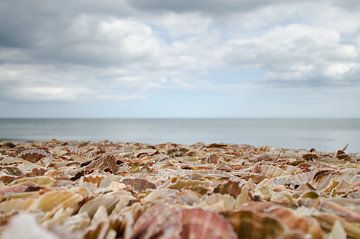 Strand voller Muscheln von Mark Bolijn