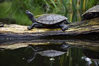 Schildpad op een boomstam