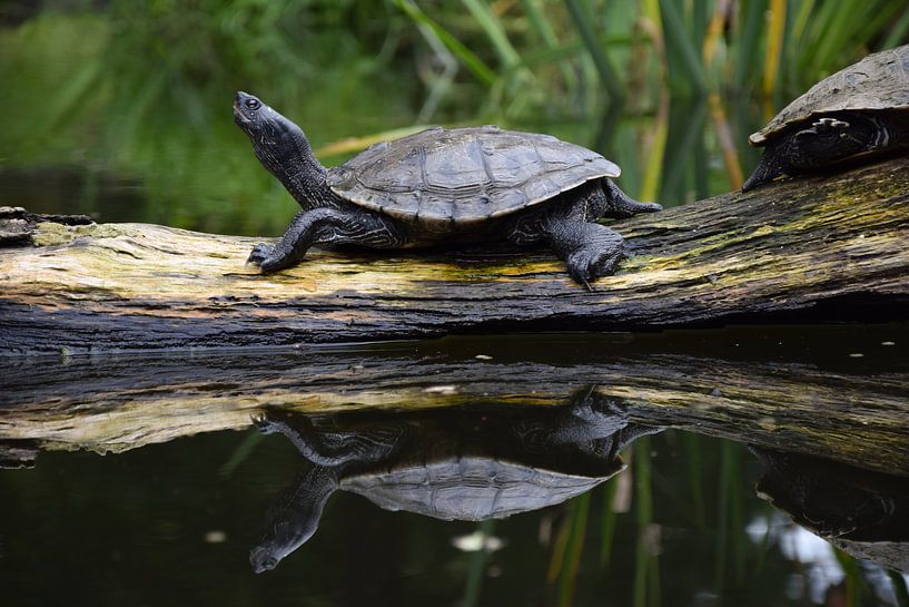 Schildkröte von Corine Dekker