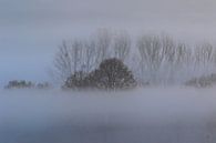 Des arbres dans le brouillard par Bernhard Kaiser Aperçu