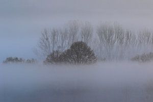 Bomen in de mist van Bernhard Kaiser