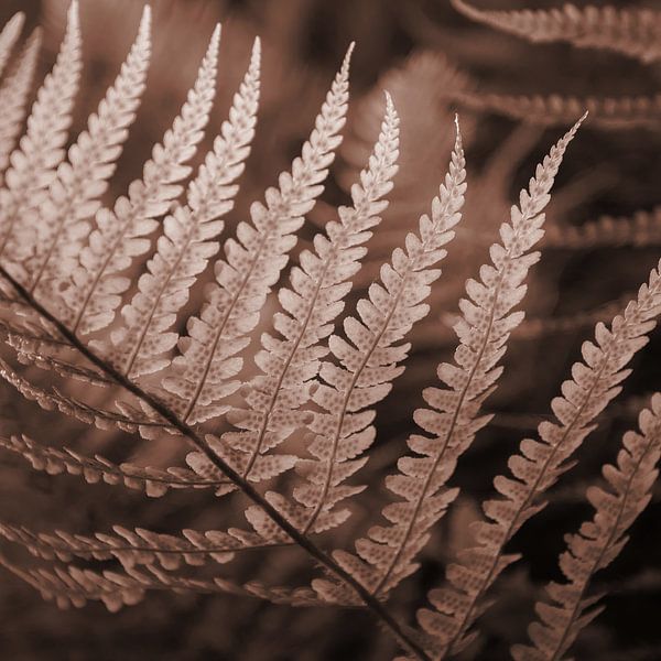 'Mocha-Mousse' Botanisches Laub von Imladris Images