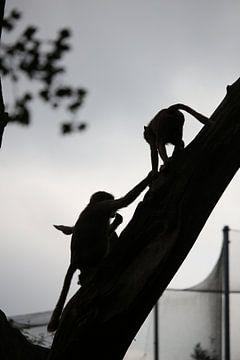 monkeys by Christel Smits