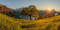 Gewone esdoorn boven het Wäggital - zonsondergang - panorama