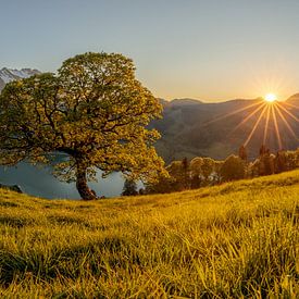 Sycamore maple above the Wäggital - sunset - panorama by Pascal Sigrist - Landscape Photography