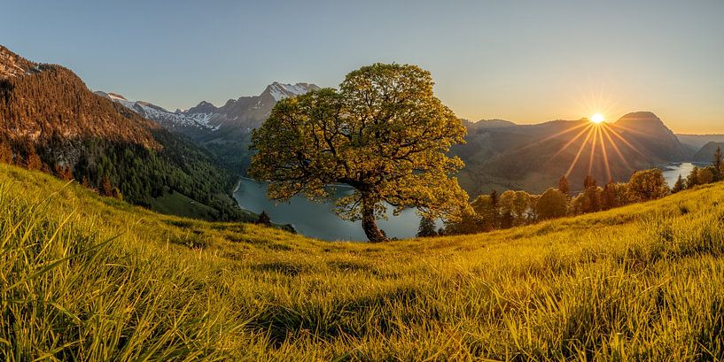 Gewone esdoorn boven het Wäggital - zonsondergang - panorama van Pascal Sigrist - Landscape Photography