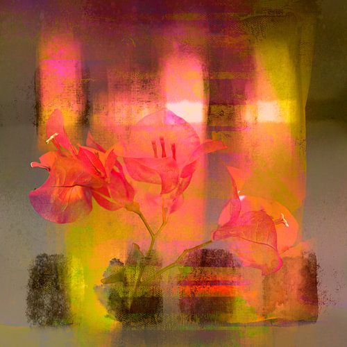 Toscane en Bougainvillea. Italië.