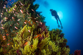 Diving into the blue – a diver at the Gorgonian Wall by MarPic