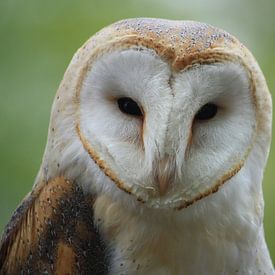 Owl sur Richard van Oudheusden