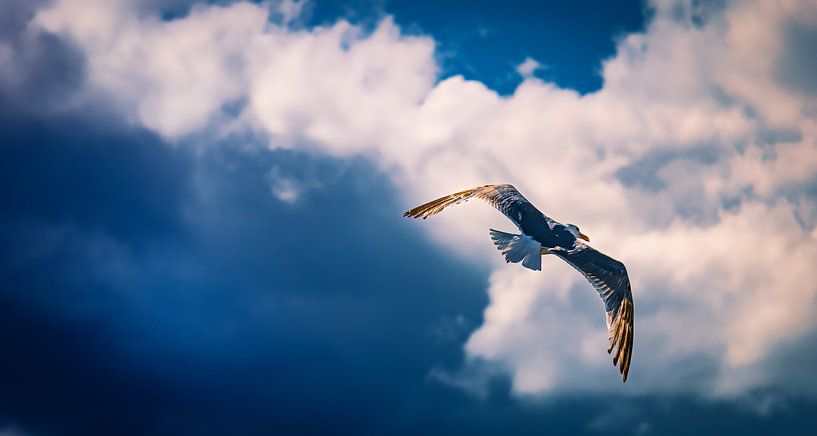 Eine Möwe fliegt am Gewitterhimmel. Ruhe, Harmonie und Stille. von Jakob Baranowski - Photography - Video - Photoshop
