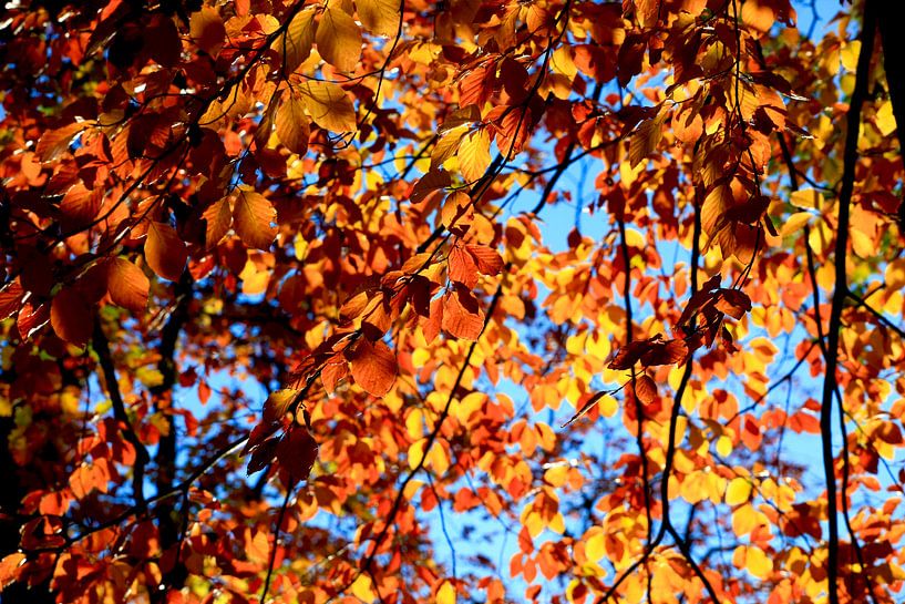 Buche von Thomas Jäger