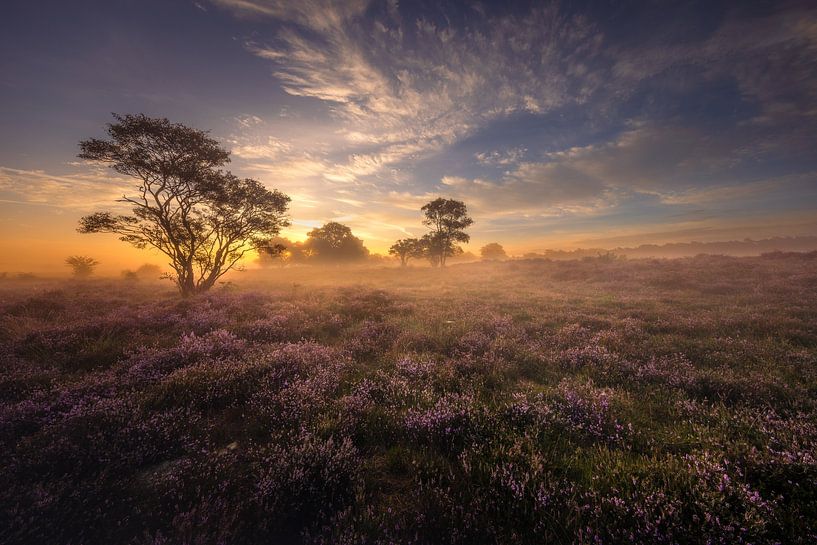 Ein Sommermorgen in der Heidelandschaft von Andy Luberti