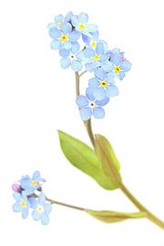 Field Forget-me-not against a white background by Ronald Pol
