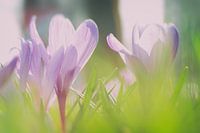 Krokus in bloei in de lente