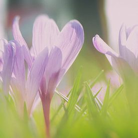Crocus in bloom in spring by Rene du Chatenier