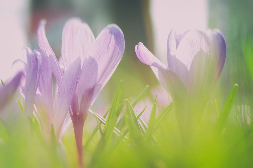 Blühender Krokus im Frühling von Rene du Chatenier