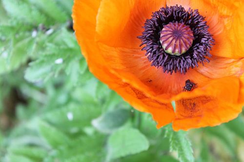 Garten Mohn