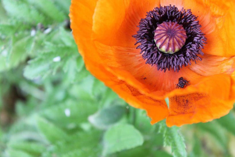 Coquelicot de jardin par Nicole Hahn