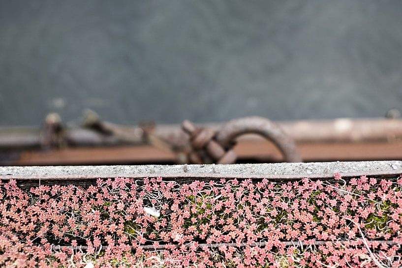 Bloemen in de haven by Johan Dingemanse