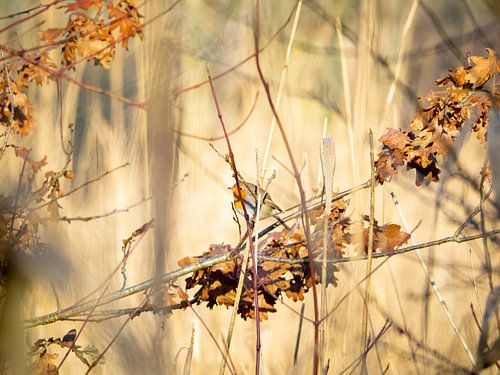 Rooibosje versteckt von Maurice Looyestein