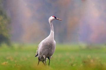 Jonge kraanvogel op een groen veld op een zonnige ochtend van Mario Plechaty Photography