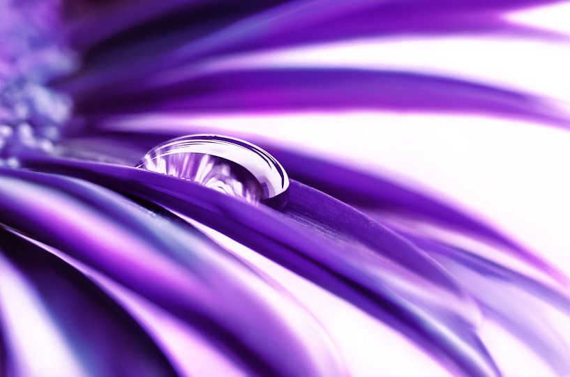Drop by Violetta Honkisz