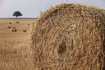 Feld mit Heuballen in der französischen Landschaft und einem unscharfen Baum im Hintergrund von gaps photography