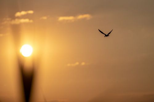 Flying towards the sun