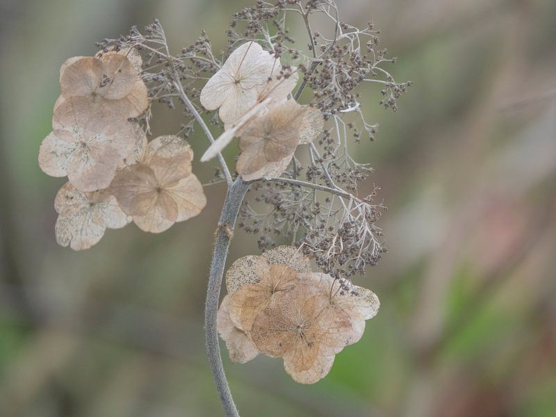 Hortensia by Hanneke Bantje