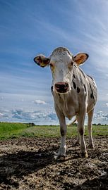 Cow by Wolbert Erich