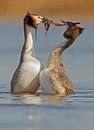 Love birds von Menno Schaefer Miniaturansicht