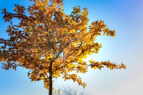 Laagstaande herfstzon