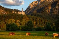 Neuschwanstein Castle in the evening light in Schwangau / Bavaria / Germany