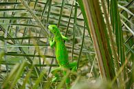 Young iguana by Myrthe Visser-Wind thumbnail