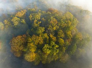 Blick nach unten über einen stimmungsvollen Wald mit Nebel