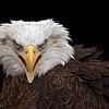 piercing view of the American white-tailed eagle by gea strucks