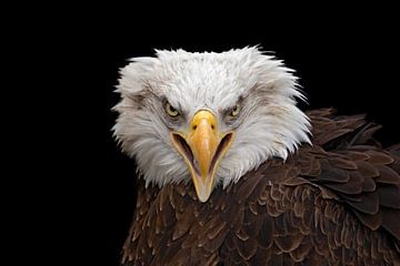 piercing view of the American white-tailed eagle