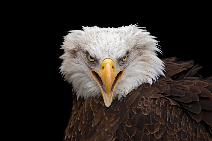 Durchdringender Blick auf den amerikanischen Seeadler von gea strucks