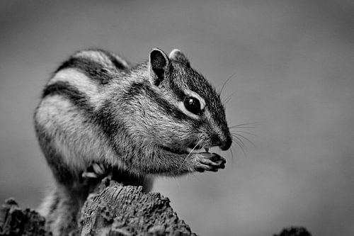 The Siberian ground squirrel