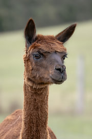 Alpaca met een rustige zijwaartse blik